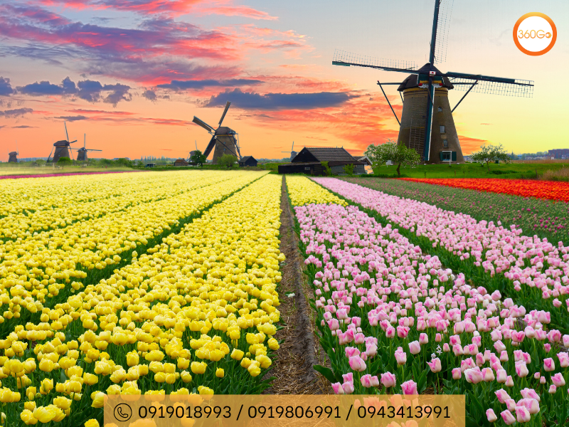 Mùa hoa tulip thu hút du khách trên thế giới chiêm ngưỡng - Du lịch 360Go 